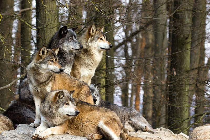 *** Pack of wolves ***, wilki, dzikie, zwierzeta, las, HD wallpaper