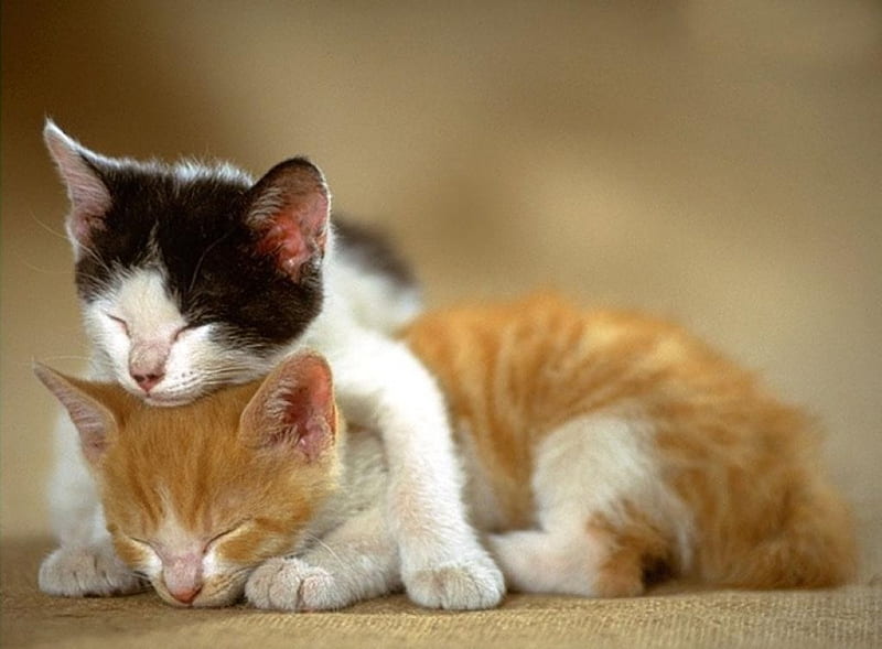 Tired kittens, cute, pets, cats, animals, HD wallpaper | Peakpx