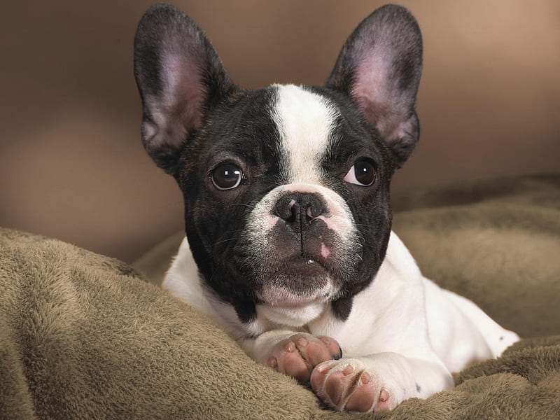 Boston Terrier, cute, funny, animals, puppy, dog, HD wallpaper