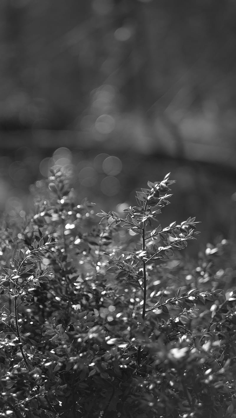 bush, branches, macro, bw, HD phone wallpaper