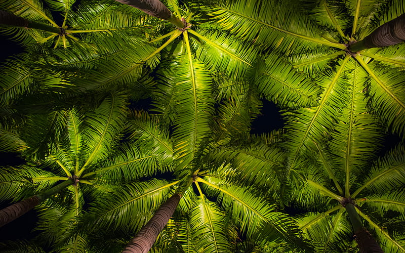 tall palms, bottom view, palm green leaves, evening, night, tropical islands, HD wallpaper
