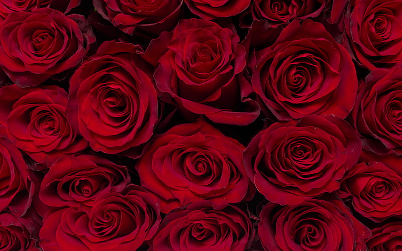 red roses background, burgundy roses, rose buds, beautiful flowers, background with roses, HD wallpaper