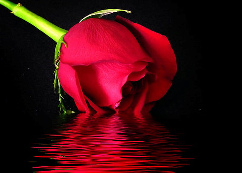 Beauty, red, water, rose, flower, HD wallpaper | Peakpx
