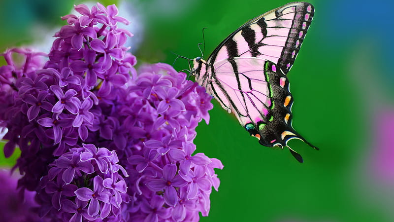 Light Pink Black Shade Butterfly On Purple Flower In Green Background Butterfly, HD wallpaper