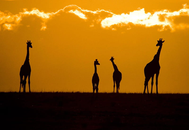 Giraffes, Savana, Sunrise, Animals, HD wallpaper
