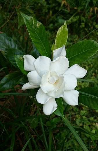 HD gardenia wallpapers | Peakpx