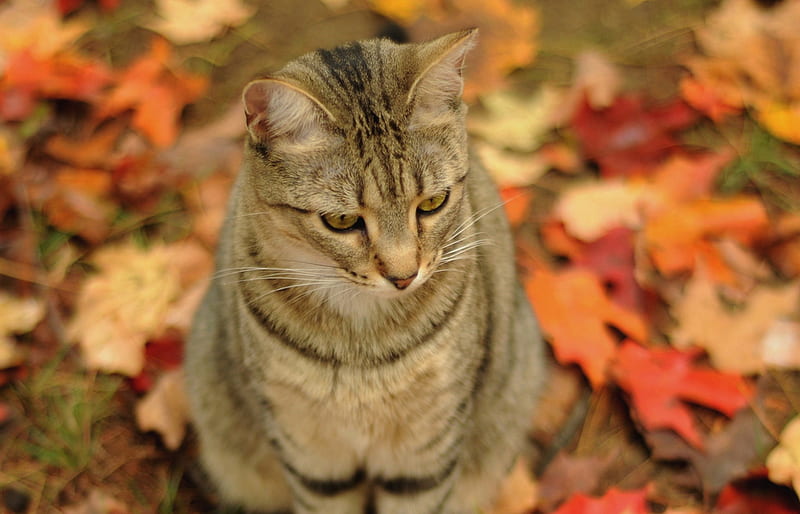 Autumn Cat, autumn, leaves, brown tiger, cat, HD wallpaper