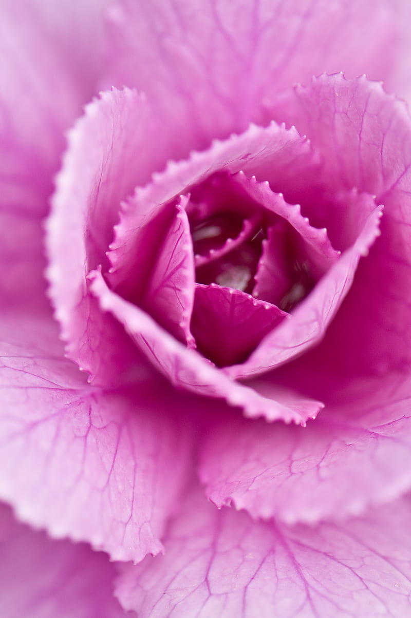 pink cabbage, cabbage, petals, pink, macro, closeup, HD phone wallpaper