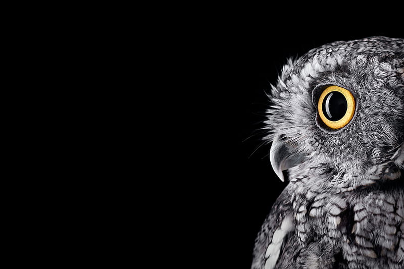 owl, 2018, bird, black, cool, gray, halloween, mobile, windows, HD wallpaper