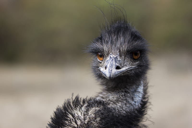 Emu, bird, face, wild, HD wallpaper