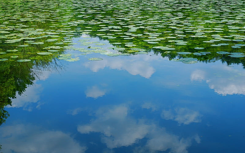 waterlilies, waterlily, sky, clouds, lake, HD wallpaper