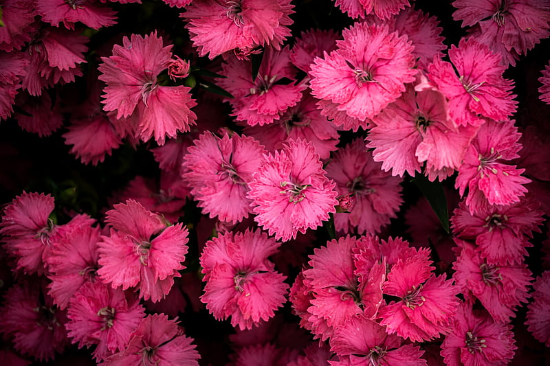 Top View of Pink Flowers, HD wallpaper