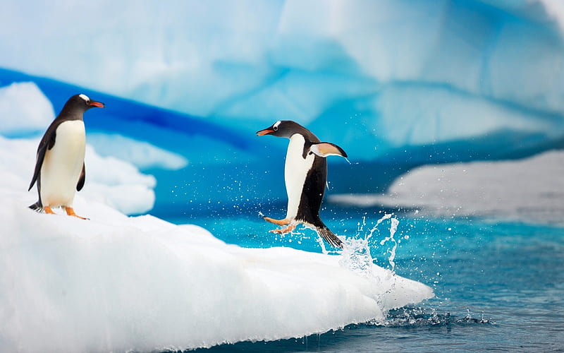 Antarctic Penguins-Animal World Series, HD wallpaper