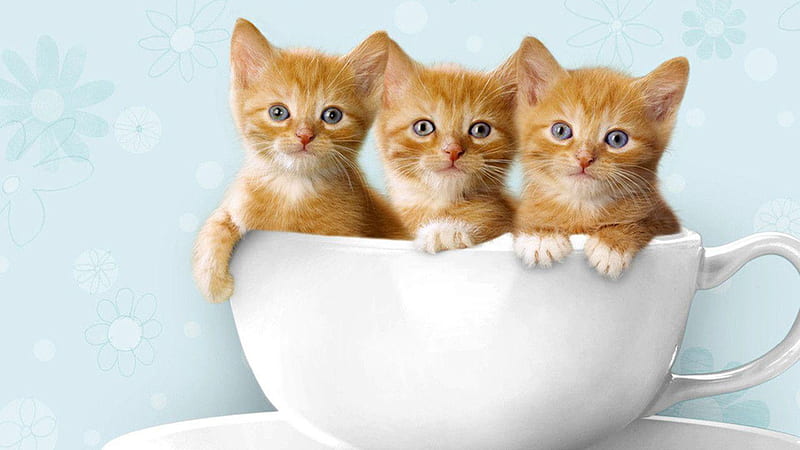 Three Blue Eyes Light Brown Cat Kitten Inside White Cup Cute Cat, HD wallpaper