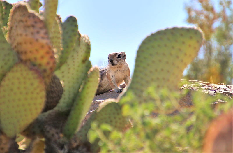 gopher, rodent, animal, cactus, HD wallpaper