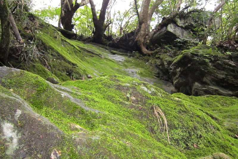 Mountain climbing, mountain, tree, climbing, The roots, Moss, rope, HD wallpaper