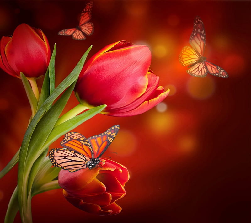Tulips with butterflies, butteflies, flowers, nature, tulips, HD wallpaper  | Peakpx