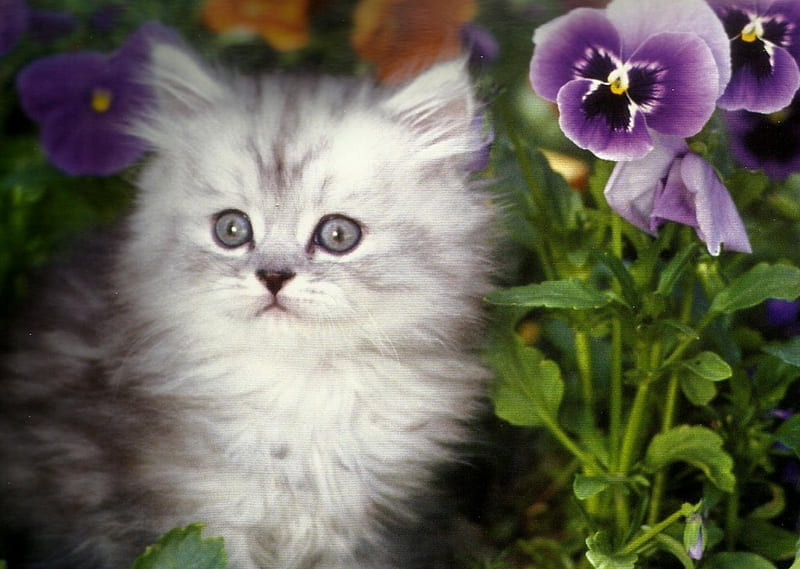 Kitten by a pansy, cute, paws, feline, pansy, kitten, HD wallpaper | Peakpx