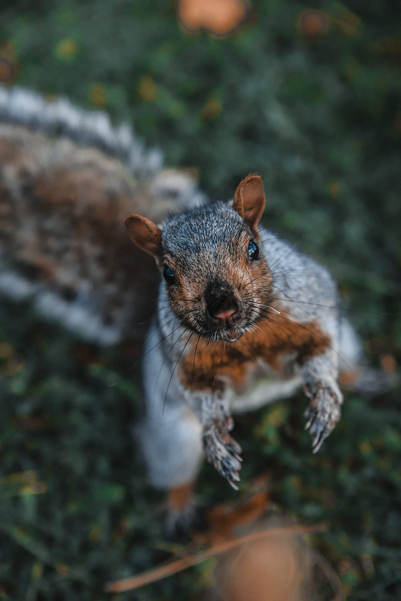 squirrel, funny, brown, animal, HD phone wallpaper