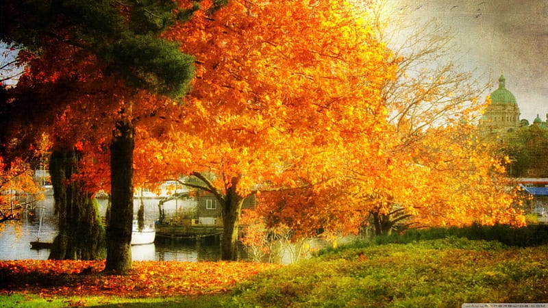A dreamy fall, fall, autumn, town park, seasons, tree, city nature, scene, landscape, HD wallpaper