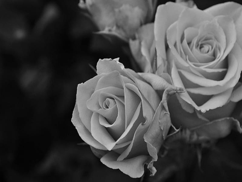 Black and white, Roses, Flowers, Blooming, Blossom, HD wallpaper | Peakpx