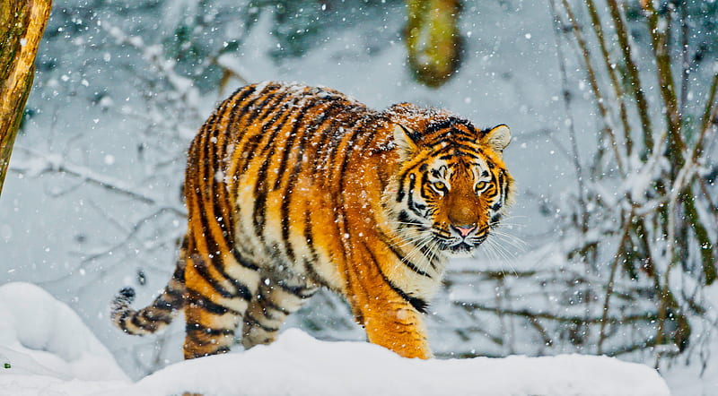HD wallpaper siberisk tiger siberian tiger the amur tiger expensive  amurtiger  Wallpaper Flare