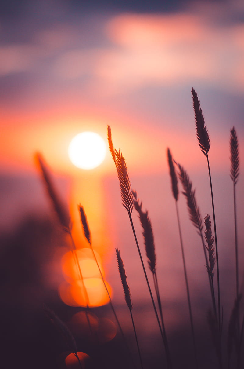 wheat grain in focus graphy during sunset, HD phone wallpaper