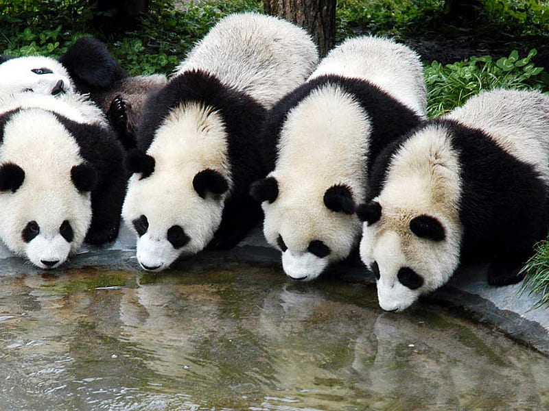 The Ole Watering Hole.., panda, water, four, black, bears, white, HD wallpaper