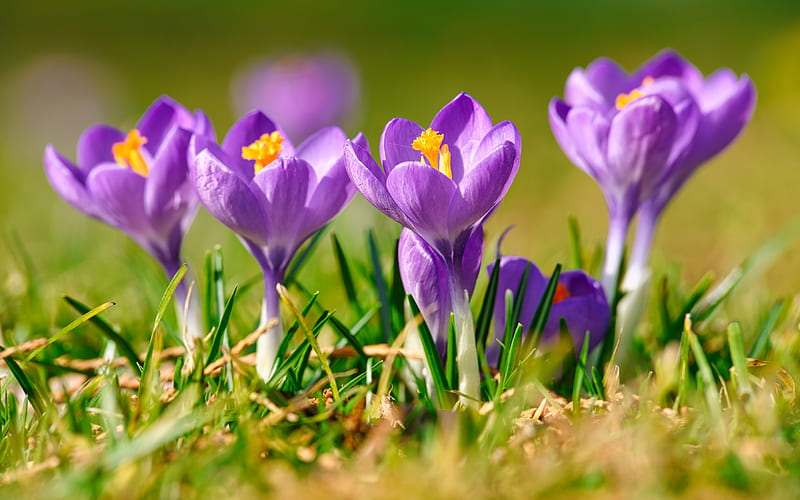 crocuses, spring flowers, morning, purple flowers, purple crocuses, beautiful flowers, HD wallpaper