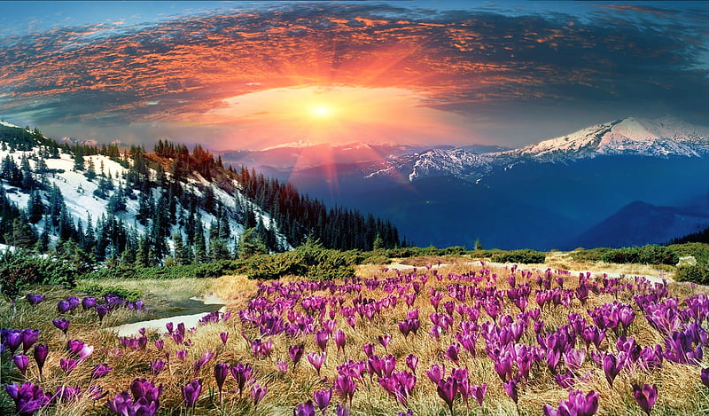 Flowery Landscape, mountain, snow, mountains, flowers, nature, sunset, clouds, HD wallpaper
