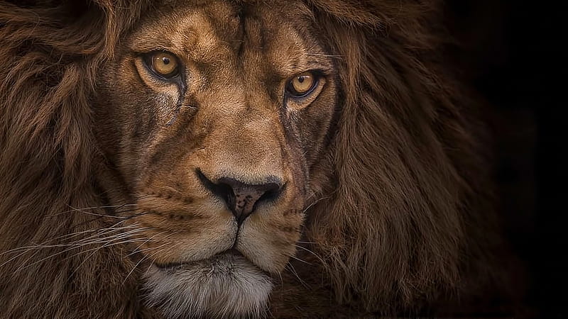Staring Lion Lion, HD wallpaper