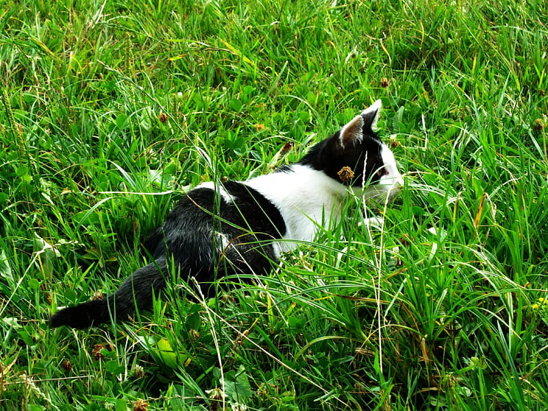 Black&White Kitty, hug, lovely, grass, kitty, HD wallpaper