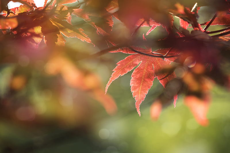 maple, leaves, macro, focus, HD wallpaper