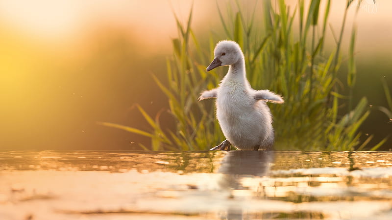 Baby Animal Bird White Chick Swan Is Standing Near Water In Grass Background Birds, HD wallpaper