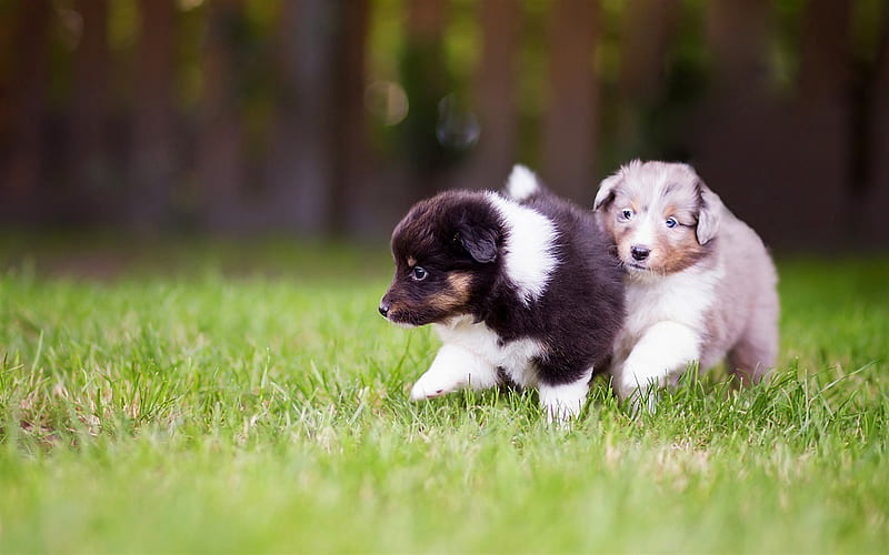 cute little Aussies, furry puppies, Australian Shepherd Dog, pets, dogs, white puppy with blue eyes, green grass, HD wallpaper