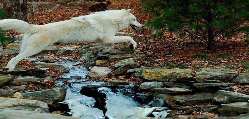 run wolf, rocks, jumping, river, wolf, white, trees, run, HD wallpaper