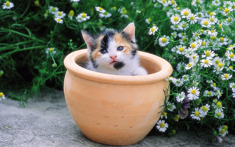 Lovely kitten in flower pot, HD wallpaper