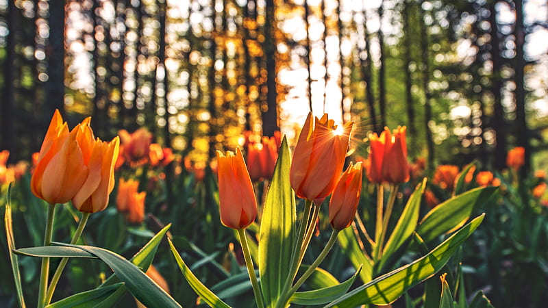 Orange Tulips , orange, flowers, tulips, HD wallpaper