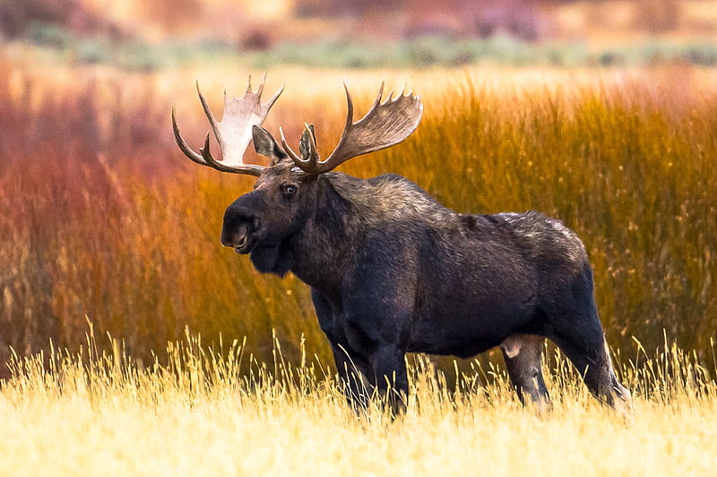 Moose in Autumn, colors, trees, meadow, landscape, deer, HD wallpaper