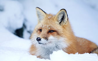 red fox in snow wallpaper clipart