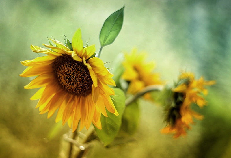 Sunflower, pretty, fall, autumn, lovely, bonito, sunflowers, flowers, beauty, nature, petals, HD wallpaper