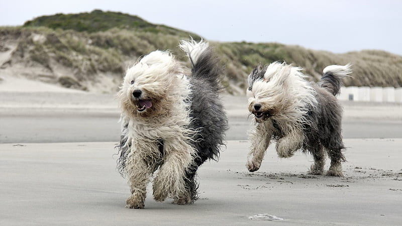 Two Puppies Running, beach, puppies, animal, dog, HD wallpaper