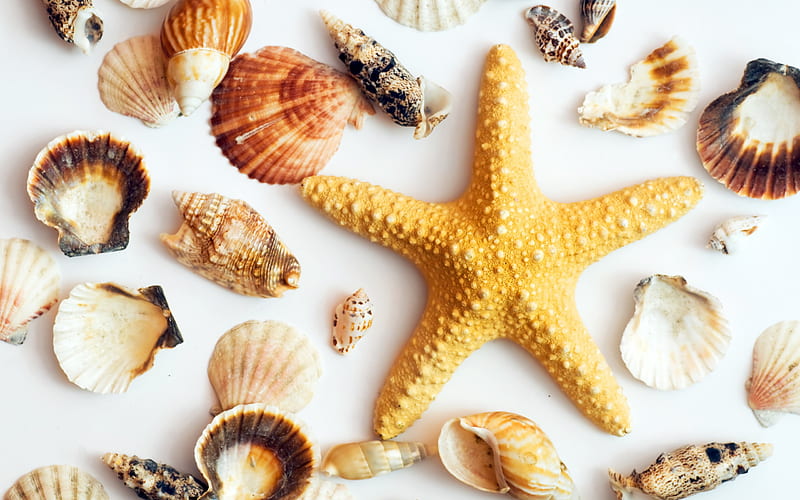 yellow starfish, seashells, sea concepts, travel, summer vacation, HD wallpaper