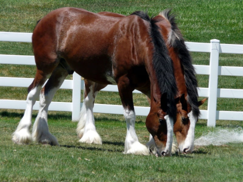 Twin Clydesdale, Horse, Brown, Clydesdale, White, Draft, HD wallpaper