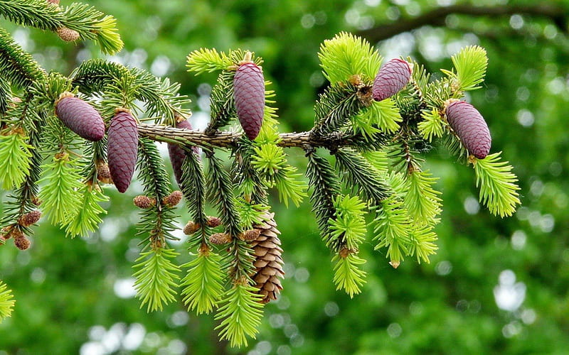 Pine cones, tree, green, fir, branch, HD wallpaper