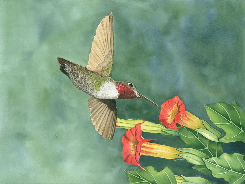 RUBY REDTHROAT, red, throat, painting, ruby, hummer, HD wallpaper