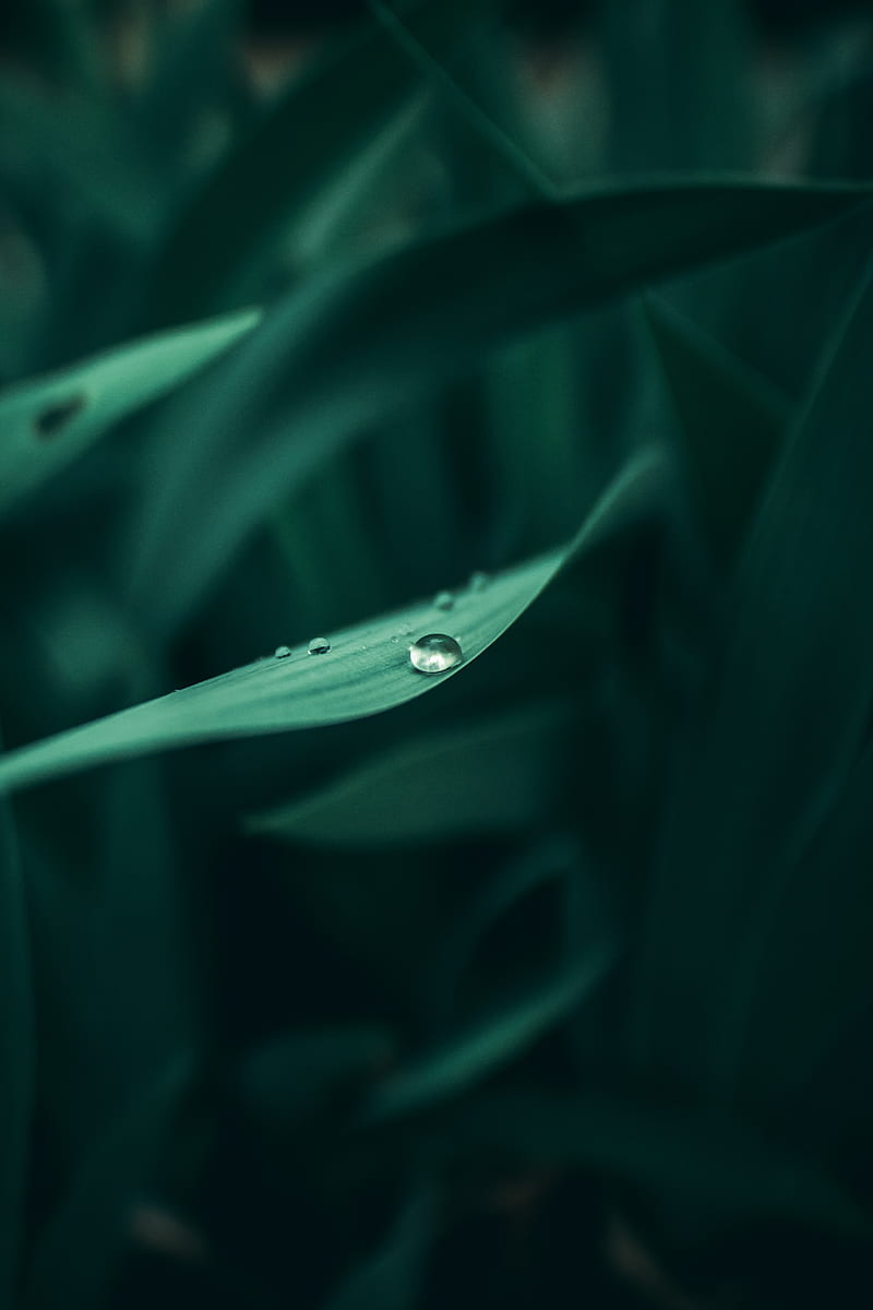 grass, dew, drops, wet, plant, green, macro, HD phone wallpaper