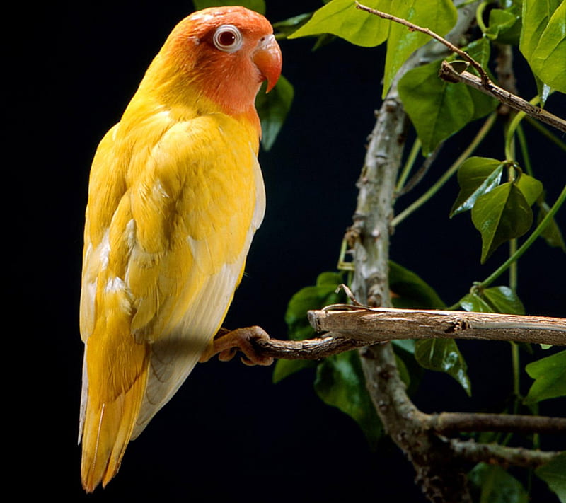 Parrot, animals, bird, yellow, HD wallpaper