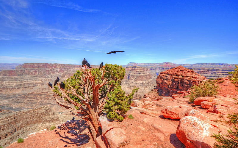 Grand Canyon, desert, red stone, red rocks, Arizona, mountains, USA, HD wallpaper