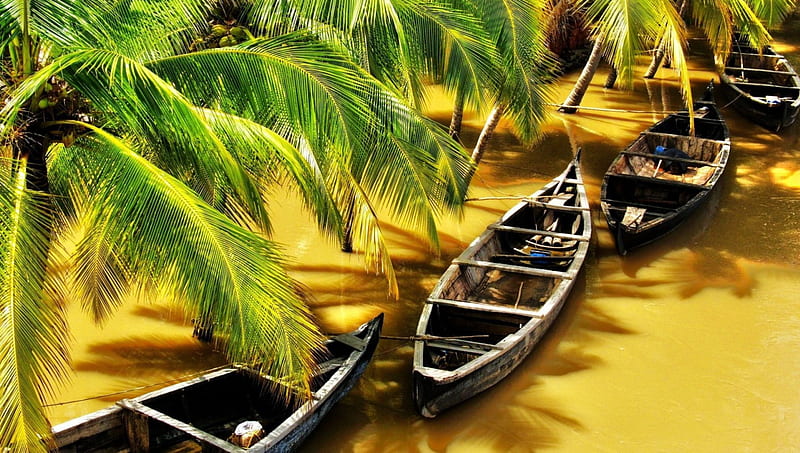 boats on a yellow river in kerala india, yellow, boats, river, trees, HD wallpaper